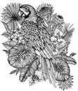 Vector illustration of a Ara parrot bird in a tropical garden in an engraving style Royalty Free Stock Photo
